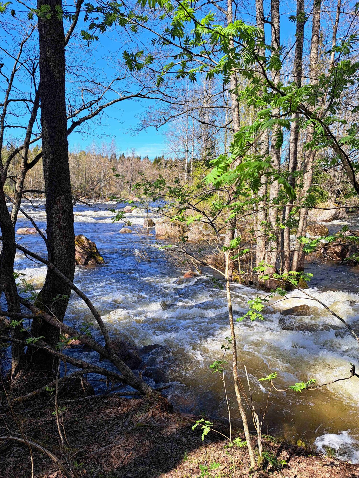 Lohia odottava Kymijoen yläosa. Kuva: